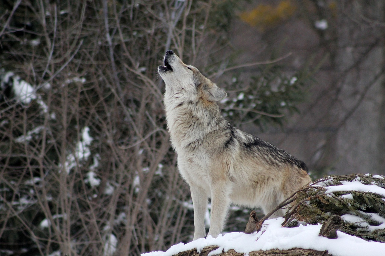 Na fotografiji se nalazi vuk. Vuk. Wolf. Životinja vuk. Projekt LIFE wild Wolf.