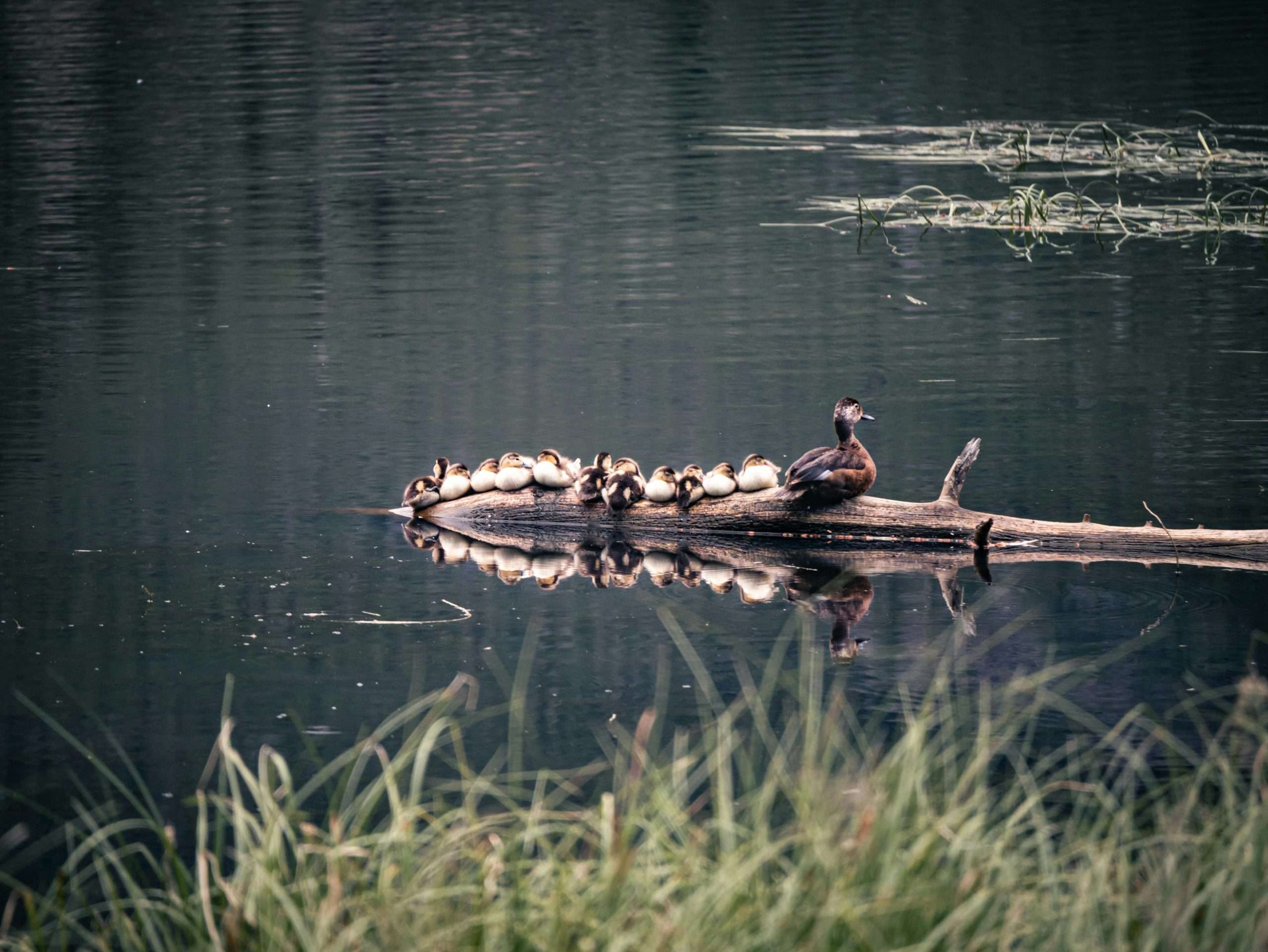 Mladunčad patke. Na fotografiji se nalazi mladunčad patke.