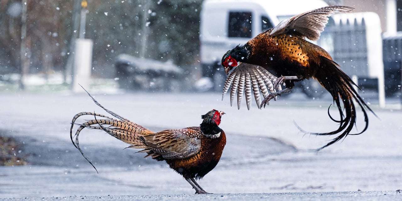 Na ovoj fotografiji se nalaze fazani koje se bore. Borba fazana.