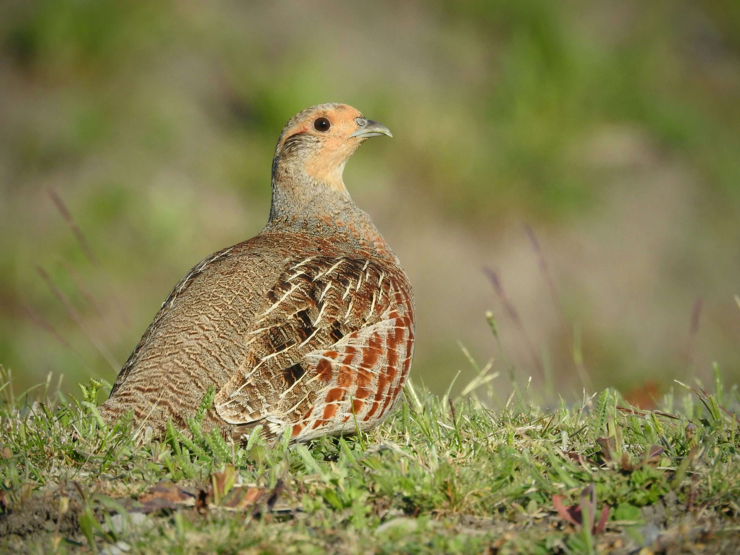 Na ovoj fotografiji se nalazi poljska jarebica ili drugim nazivom trčka skvržulja.