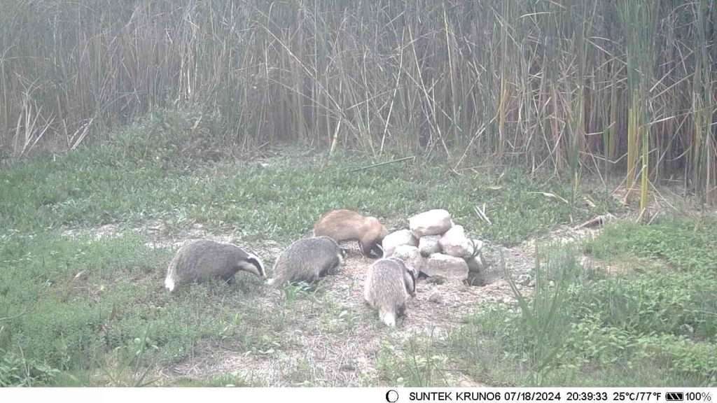 Na ovoj fotografiji se nalazi obitelj jazavaca u lovištu lovačke udruge ričina proložac.