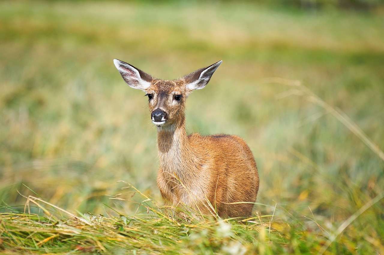 fallow deer, deer, wildlife, animal, wild, wild animal, nature, mammal, fawn, deer, deer, deer, deer, deer-7341424.jpg