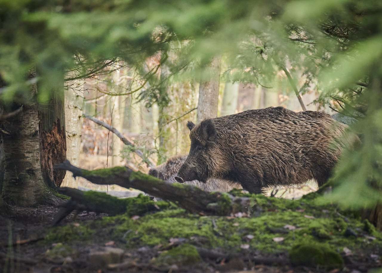 animal, mammal, wild boar, pig, species, fauna, wildlife, wild boar, nature, wild boar, wild boar, wild boar, pig, pig, pig, pig, pig-6909689.jpg