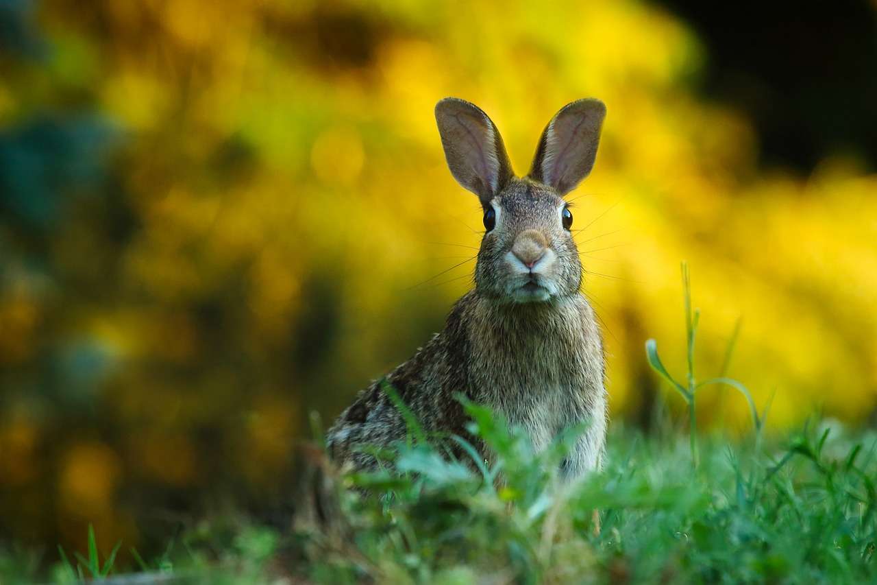 rabbit, hare, bunny, ears, grass, pasture, wildlife, animal, nature, rabbit, rabbit, rabbit, rabbit, rabbit, bunny-1882699.jpg