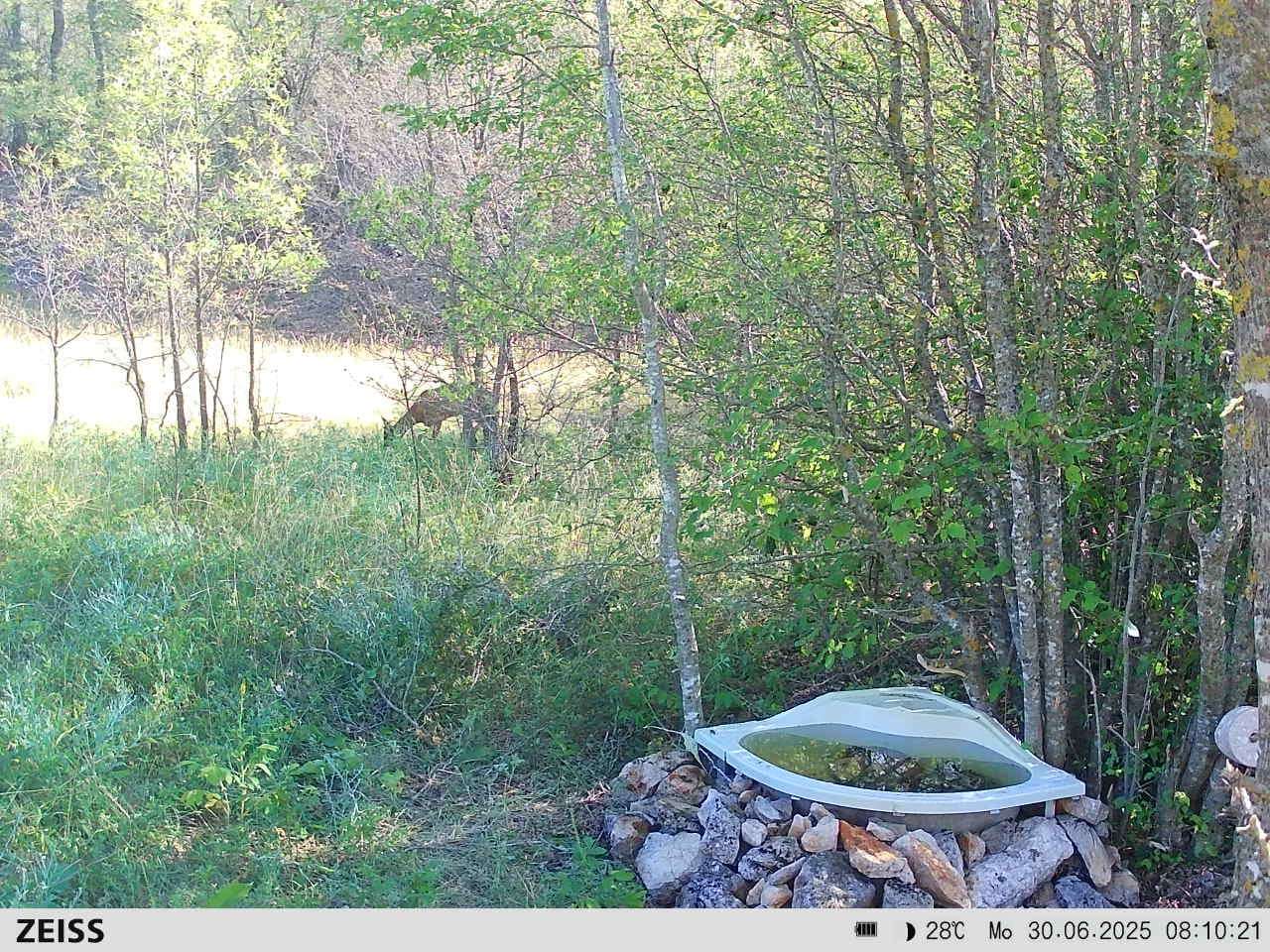 Fotografija prikazuje srnu koja dolazi na svježe uređeno pojilište članova sekcije Brdo, samo dan nakon što je postavljeno.