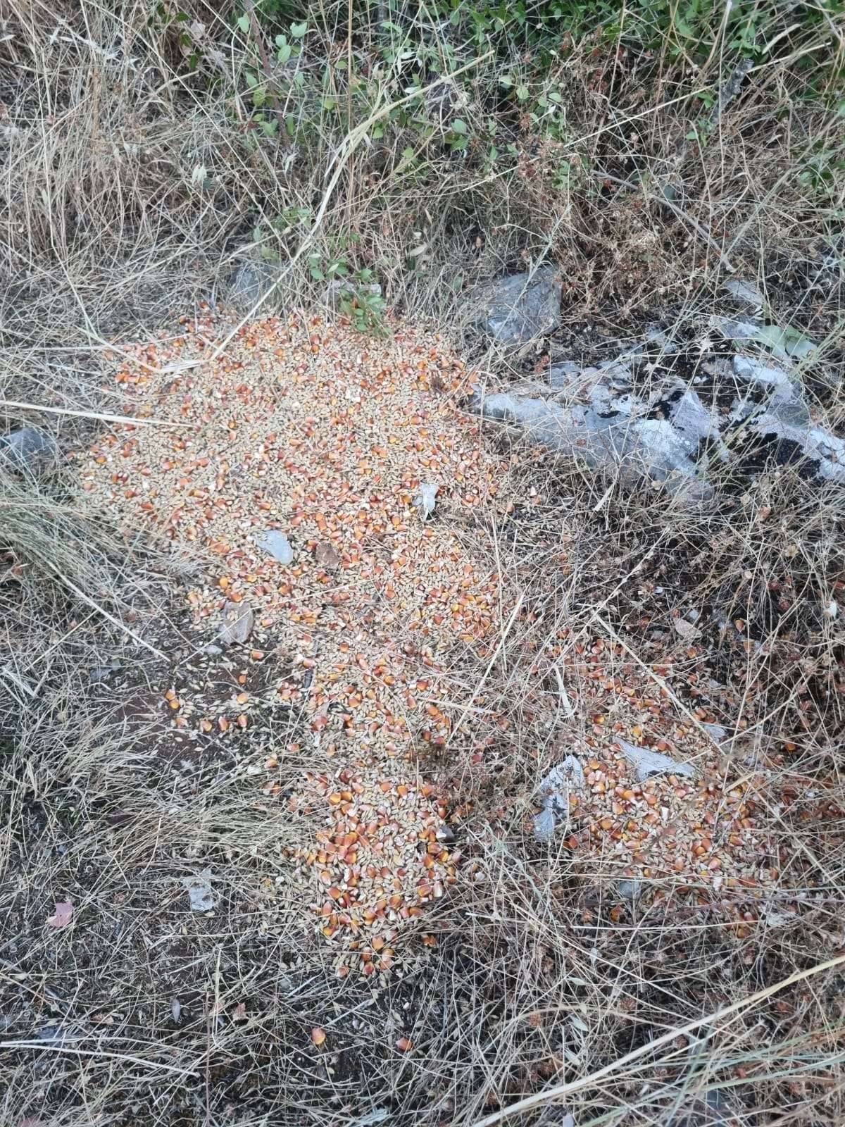 Lokve i sol za sitnu divljač